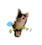 モーモー猫2（個別スタンプ：14）
