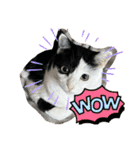 モーモー猫2（個別スタンプ：15）