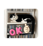 モーモー猫2（個別スタンプ：16）