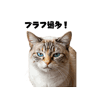 ブラフ過多な猫【ポーカー】（個別スタンプ：1）