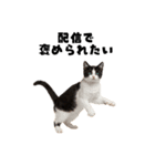 ブラフ過多な猫【ポーカー】（個別スタンプ：2）