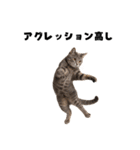 ブラフ過多な猫【ポーカー】（個別スタンプ：3）
