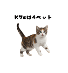 ブラフ過多な猫【ポーカー】（個別スタンプ：5）