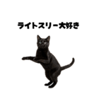ブラフ過多な猫【ポーカー】（個別スタンプ：6）
