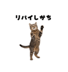 ブラフ過多な猫【ポーカー】（個別スタンプ：7）