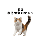 ブラフ過多な猫【ポーカー】（個別スタンプ：9）