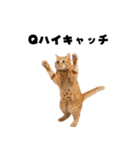 ブラフ過多な猫【ポーカー】（個別スタンプ：10）