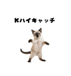 ブラフ過多な猫【ポーカー】（個別スタンプ：11）