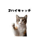 ブラフ過多な猫【ポーカー】（個別スタンプ：13）