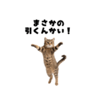 ブラフ過多な猫【ポーカー】（個別スタンプ：15）