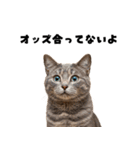 ブラフ過多な猫【ポーカー】（個別スタンプ：18）