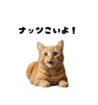 ブラフ過多な猫【ポーカー】（個別スタンプ：20）