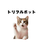 ブラフ過多な猫【ポーカー】（個別スタンプ：21）