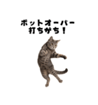 ブラフ過多な猫【ポーカー】（個別スタンプ：23）