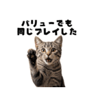 ブラフ過多な猫【ポーカー】（個別スタンプ：25）