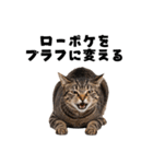 ブラフ過多な猫【ポーカー】（個別スタンプ：27）