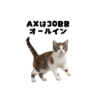 ブラフ過多な猫【ポーカー】（個別スタンプ：34）