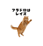 ブラフ過多な猫【ポーカー】（個別スタンプ：36）