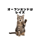 ブラフ過多な猫【ポーカー】（個別スタンプ：37）