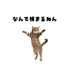 ブラフ過多な猫【ポーカー】（個別スタンプ：39）