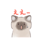 日常で使える！いろいろねこちゃん（個別スタンプ：36）