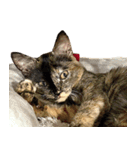 雑種のサビ猫スタンプ03（個別スタンプ：3）