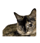 雑種のサビ猫スタンプ03（個別スタンプ：5）