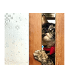 雑種のサビ猫スタンプ03（個別スタンプ：16）