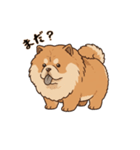 ふわもこチャウチャウ（個別スタンプ：19）