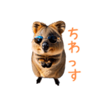 ハッピーアニマル_クオッカワラビー34（個別スタンプ：13）
