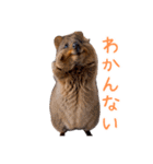 ハッピーアニマル_クオッカワラビー34（個別スタンプ：20）