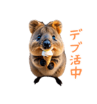 ハッピーアニマル_クオッカワラビー34（個別スタンプ：36）