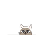 アニマル日和 犬猫版（個別スタンプ：37）