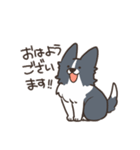 ボーダーコリー あいさつ（個別スタンプ：1）