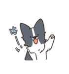 ボーダーコリー あいさつ（個別スタンプ：8）
