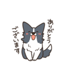 ボーダーコリー あいさつ（個別スタンプ：10）