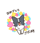 ボーダーコリー あいさつ（個別スタンプ：12）