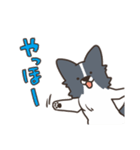 ボーダーコリー あいさつ（個別スタンプ：14）