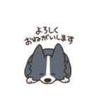 ボーダーコリー あいさつ（個別スタンプ：16）