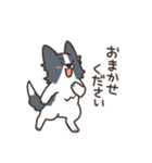 ボーダーコリー あいさつ（個別スタンプ：18）
