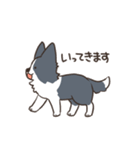 ボーダーコリー あいさつ（個別スタンプ：20）