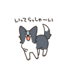 ボーダーコリー あいさつ（個別スタンプ：21）