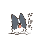 ボーダーコリー あいさつ（個別スタンプ：25）