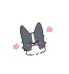 ボーダーコリー あいさつ（個別スタンプ：29）