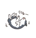 ボーダーコリー あいさつ（個別スタンプ：31）