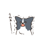 ボーダーコリー あいさつ（個別スタンプ：37）