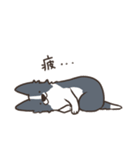 ボーダーコリー あいさつ（個別スタンプ：40）