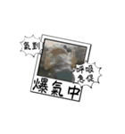 ェキ風の厭世的な簡単な回答（個別スタンプ：12）