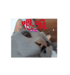 しらすさんの保護猫たち（台湾）（個別スタンプ：1）