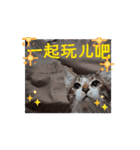 しらすさんの保護猫たち（台湾）（個別スタンプ：2）
